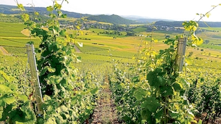 Weingut Willems-Hofmann
