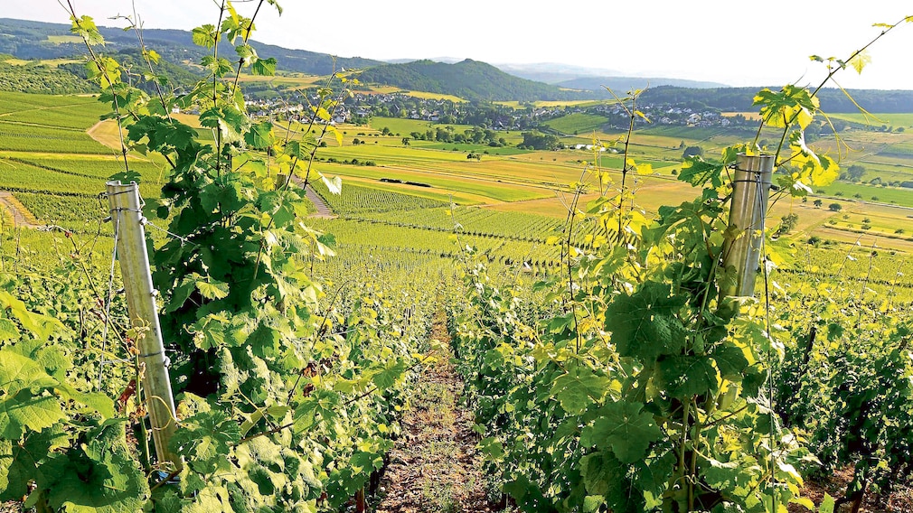 Weingut Willems-Hofmann