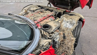 Dodge Viper RT/10 vergammelt seit 28 Jahren