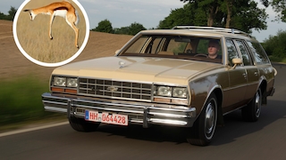 Chevrolet Impala Station Wagon, fahrend von schräg vorn, und Impala-Antilope im Sprung
