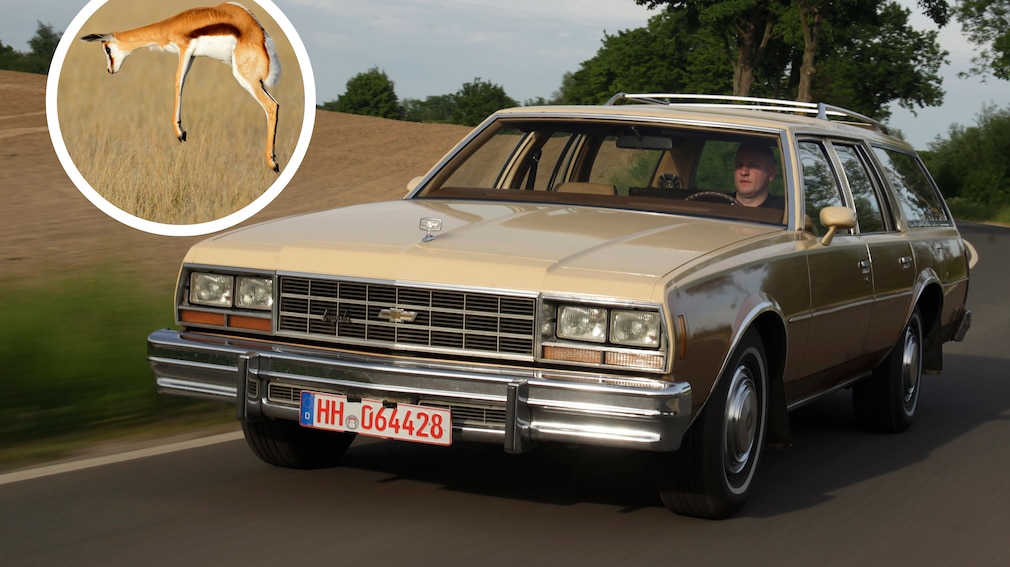 Chevrolet Impala Station Wagon und Impala-Antilope im Sprung
