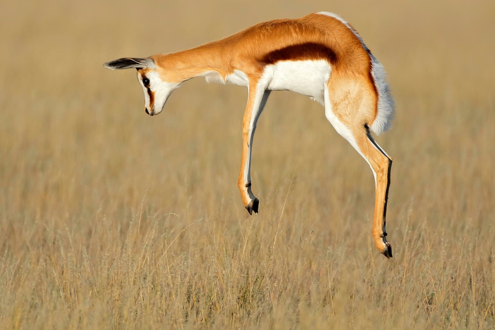 Impala-Antilope beim Prellsprung