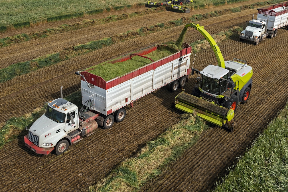 Claas-Feldhäcksler lädt frisch geschnittenes Gras auf einen Lkw auf einem großen Feld.