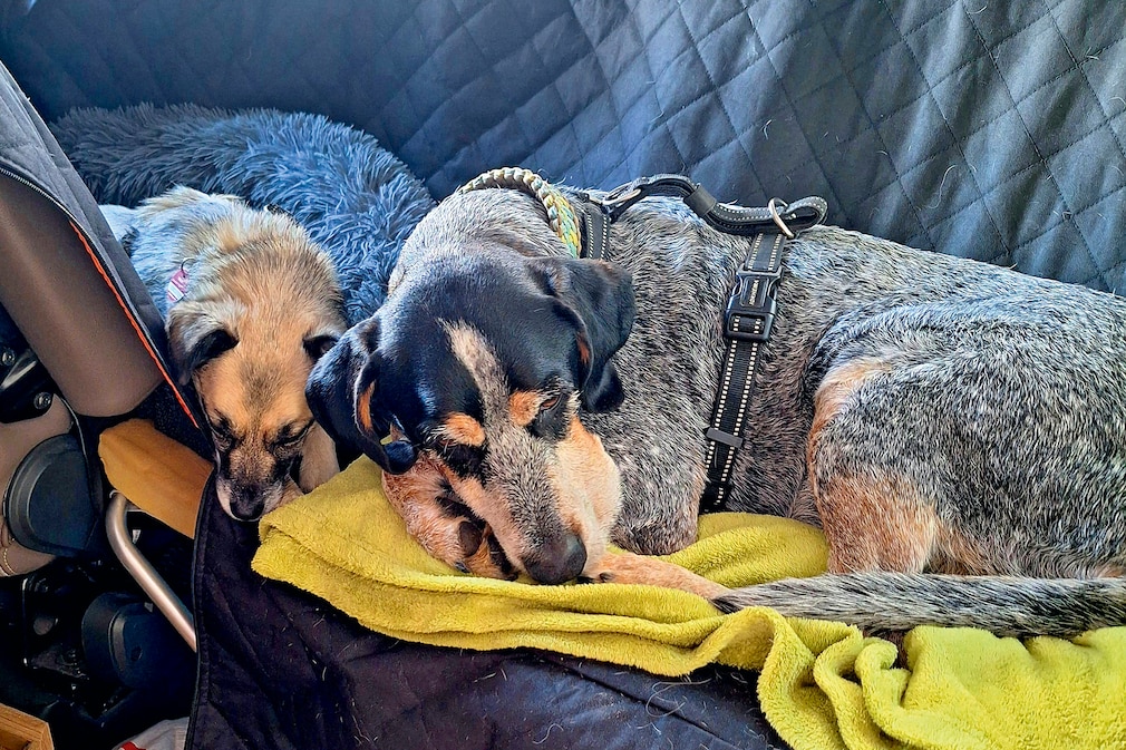 Frisos Lagerfeuer: Hunde auf dem Campingplatz