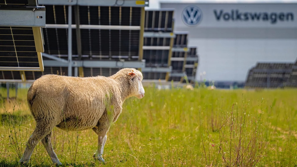 Volkswagenwerk in Polen nutzt Agri-Photovoltaik mit Schafen