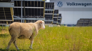 Volkswagenwerk in Polen nutzt Agri-Photovoltaik mit Schafen