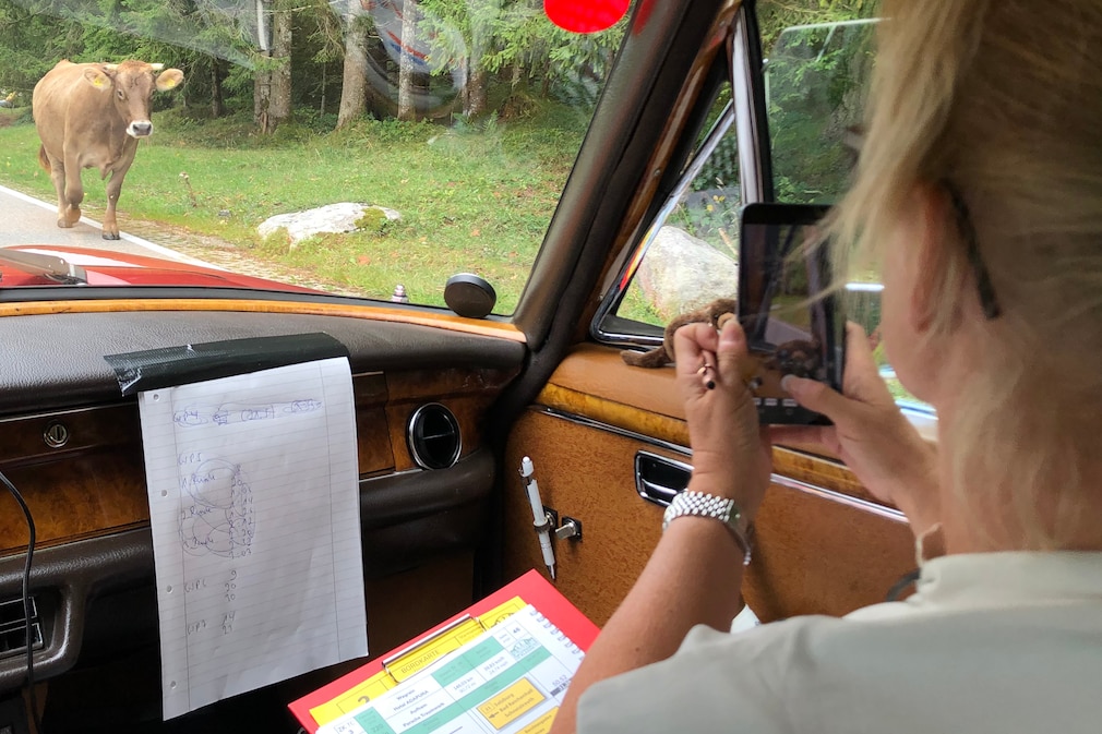 Frau fotografiert Rind aus dem Auto heraus