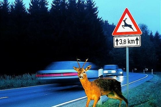 Was tun beim Wildunfall?