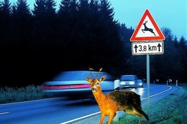 Was tun beim Wildunfall?