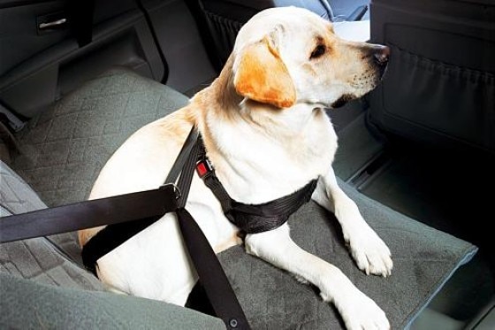 Hunde-Sicherheitsgeschirr von BMW