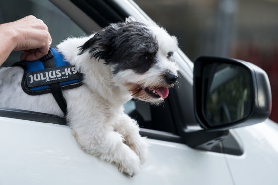 Sichere Autofahrt für Hund und Katze