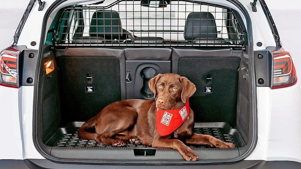 Hund im Auto: Tiere richtig transportieren