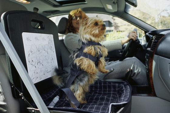 Sichere Autofahrt für Hund und Katze
