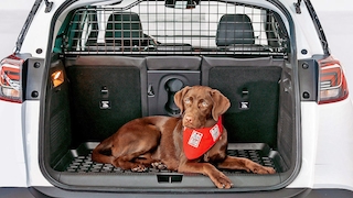 Transportbox Hund