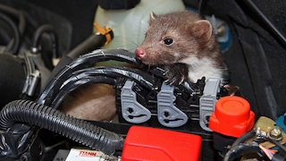 Marderschutz und Marderabwehr fürs Auto