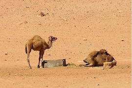Reisereportage Jordanien