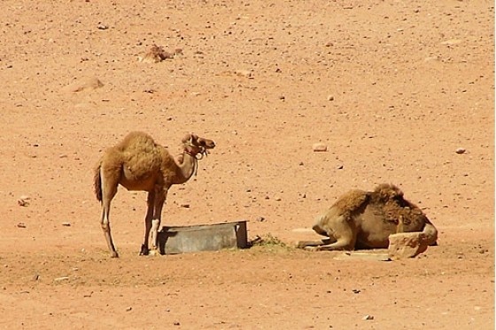 Reisereportage Jordanien