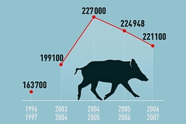 Wildunfall Gefahr Statistik