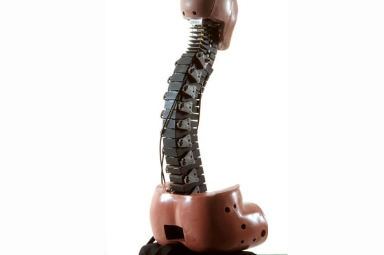 Wirbelsäulen-Dummy