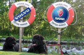 Zwei Hunde und ein Rettungsring: Volvo und Saab benötigen Staatshilfe.