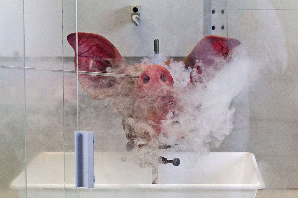 Experiment mit Schweinekopf