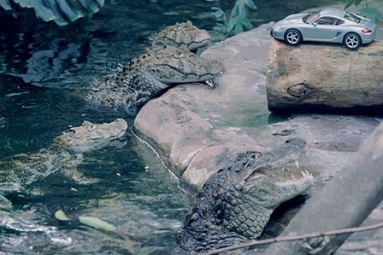 Porsche adoptiert Kaiman-Quartett