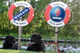 Volvo und Saab in der Krise