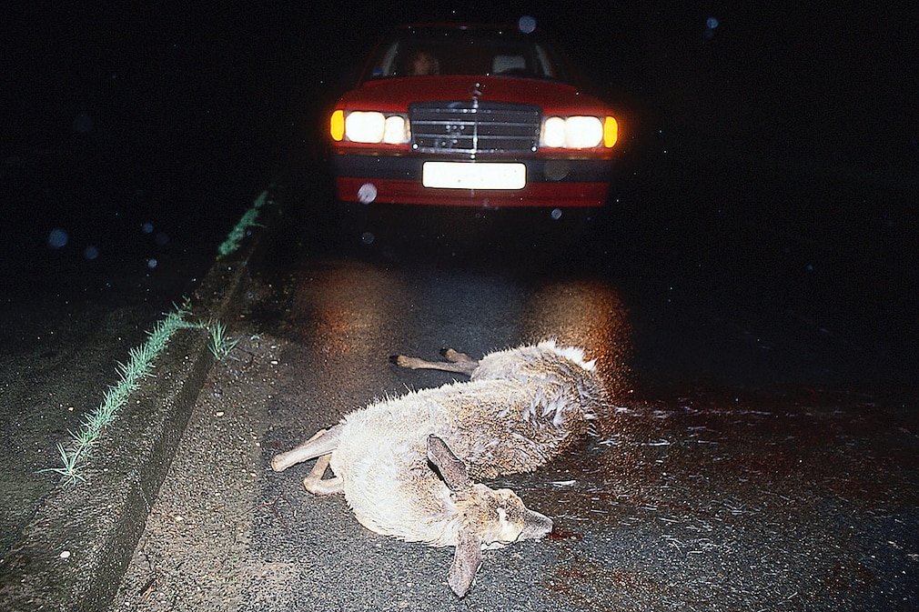 Lackpflege Der Angriff der Tiere