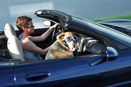 Mitfahrzentrale für Hunde