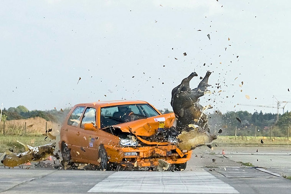 Wildschwein-Crashtest