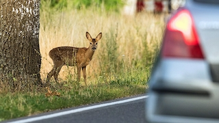 Achtung, Wildwechsel