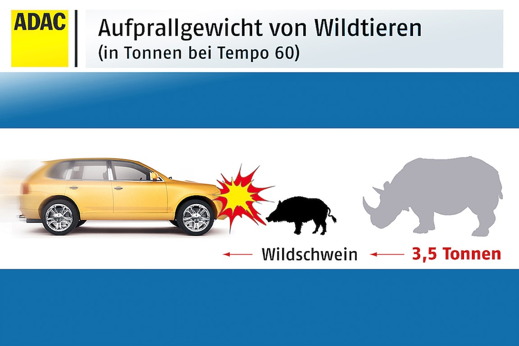 Wildschwein Crashtest