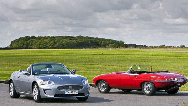 Duell der Raubkatzen