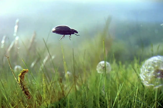 Beetle-Spot