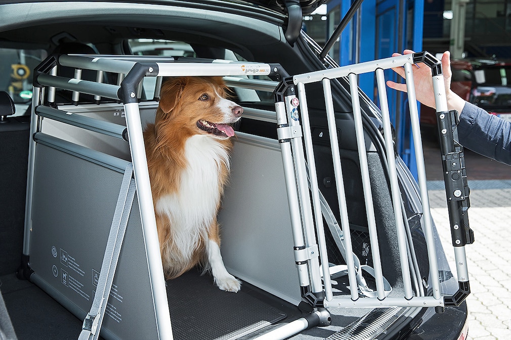 Allianz Crashtest mit Hunden