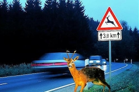 Wildwechsel