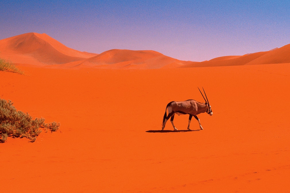 Der kleine Yeti erobert Afrika