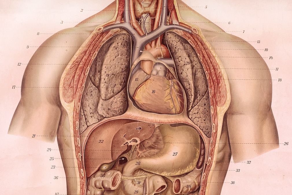 Anatomie Herz Lunge Mensch