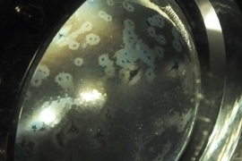 Blinde Xenonleuchten beim Toyota Avensis