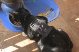 Katze mit XLR8