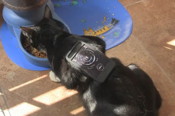 Katze mit XLR8