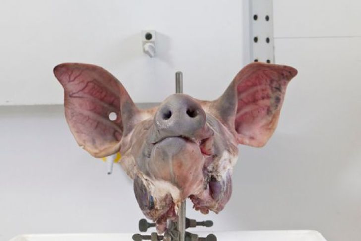 Uni München: Experiment mit Fluorwasserstoff